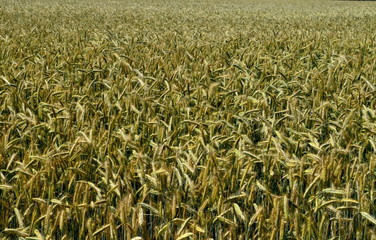 Fields of wheat at the end of summer fully ripe. cereal field background