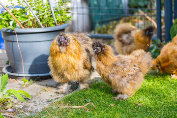 Silkie hens and rooster looking for food in garden.