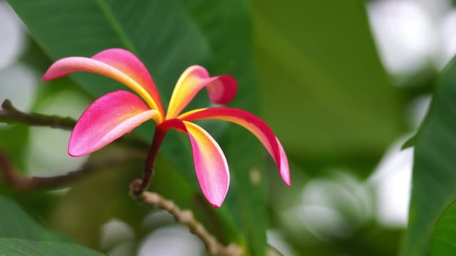 Red plumeria swaying in the breeze. Common name of Red plumeria include red frangipani, red jasmine, temple tree, plumeria rubra. The USDA Forestry Service lists Plumeria rubra as a poisonous plant.