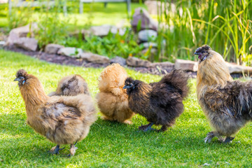 Silkie hens and rooster looking for food in garden.