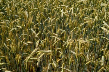 Fields of wheat at the end of summer fully ripe. cereal field background