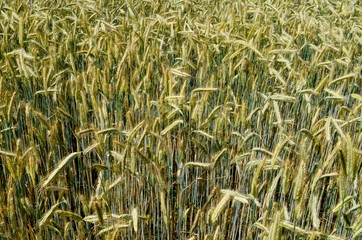 Fields of wheat at the end of summer fully ripe. cereal field background