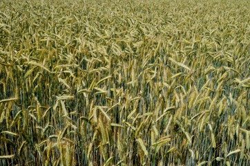 Fields of wheat at the end of summer fully ripe. cereal field background
