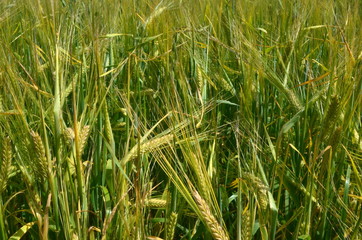 Fields of wheat at the end of summer fully ripe. cereal field background