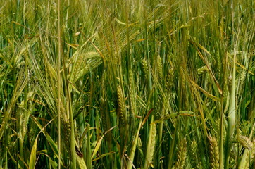 Fields of wheat at the end of summer fully ripe. cereal field background