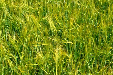 Fields of wheat at the end of summer fully ripe. cereal field background