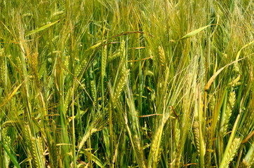 Fields of wheat at the end of summer fully ripe. cereal field background