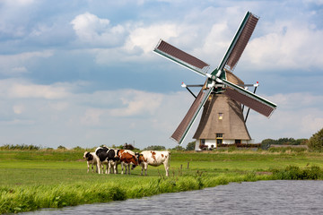 5 cows in a grass pasture in front of a historical Akkersloot windmill in the South-Holland village of Oud Ade the Netherlands.