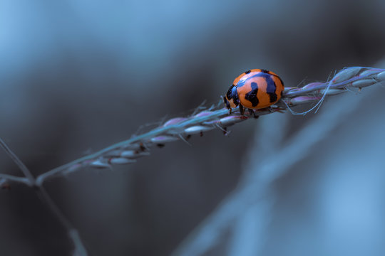 Beautiful Macro Image of Ladybug Creeping on Branches 
