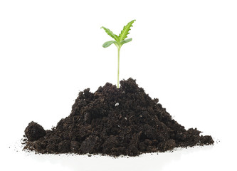 Pile of soil with cannabis sprout isolated on a white background. Marijuana tree.