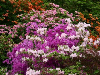Fototapeta premium The slope is planted with azalea bushes which bloom in many colors. The funnel-shaped flowers of the azalea, Rhododendron occidentale, are extremely variable in terms of color