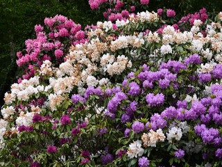 Fototapeta premium The slope is planted with azalea bushes, partly slightly faded, which bloom in many colors. The funnel-shaped flowers of the azalea, Rhododendron occidentale, are extremely variable in terms of color