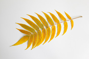  beautiful autumn leaves on a white background
