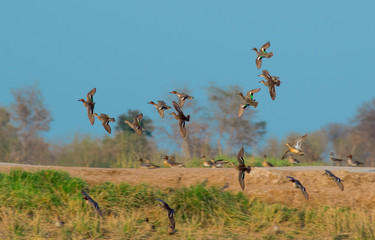 The Eurasian teal, common teal, or Eurasian green-winged teal is a common and widespread duck which...