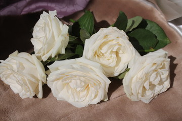 white rose for gift