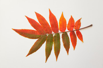  beautiful autumn leaves on a white background