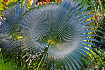 Chinese fan palm leaf (Livistona chinensis)