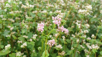 Fototapeta premium buckwheat flowers