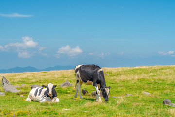 【夏イメージ】放牧と高原風景