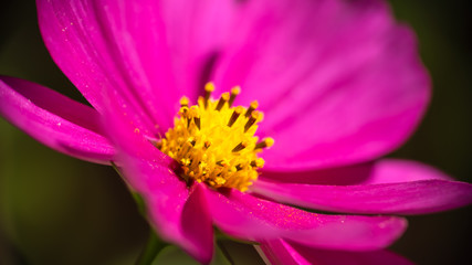 Vibrant pink Barberton daisy in the morning sun