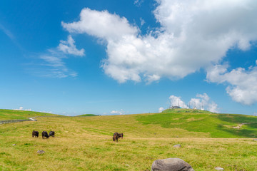 【夏イメージ】放牧と高原風景