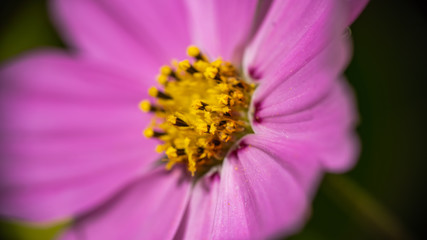 Pale pink Barberton daisy in the morning sun