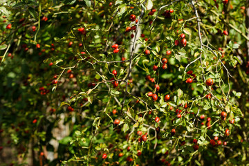 Picture of rose hip at autumn