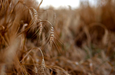 
wheat, harvest, golden ear, field, agriculture, harvesting in the field, ear of wheat
