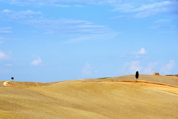Fototapeta na wymiar Idyllische Landschaft der Toskana mit Weizenfeldern, strahlend blauem Himmel und einem einsamen Baum