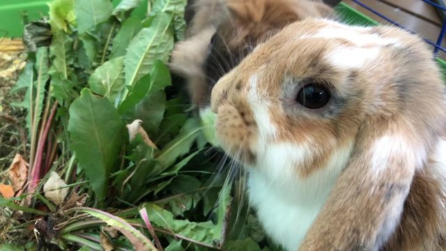 Zwergkaninchen beim fressen.
