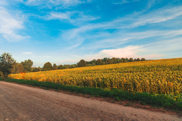 agricultural yellow field country side scenic view autumn September harvest season time evening lighting clear weather blue sky