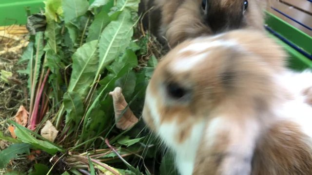 Zwergkaninchen beim fressen.