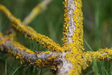 Gałąź drzewa w mchu.