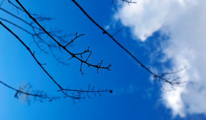 Small branches and blue sky at the winter
