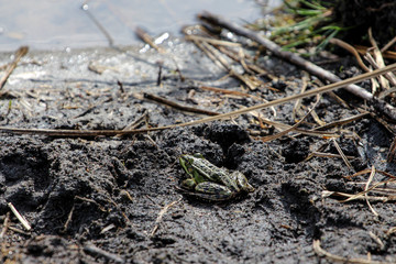 Zielona żaba w pobliżu jeziora. - obrazy, fototapety, plakaty