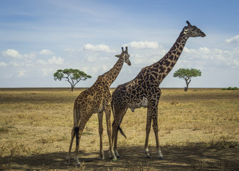 giraffe in the savannah