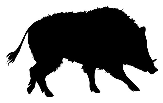 silhouette of wild boar vector