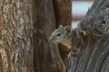 A young African Tree Squirrel looking out from its drey in the Greater Kruger National Park. 