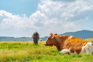 【夏イメージ】放牧と高原風景