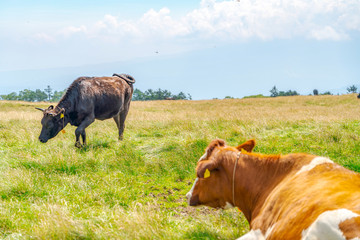 【夏イメージ】放牧と高原風景