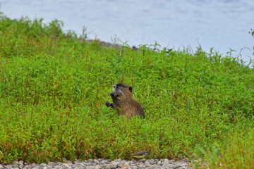Nutria