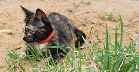 Black and red cute kitten lie on the street. Stray cats outdoors. Homeless animals concept. Animal day concept. Banner.