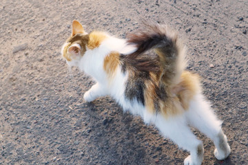 Tricolor cat is stretching on the street. Stray cats outdoors. Homeless animals concept. Animal day concept.