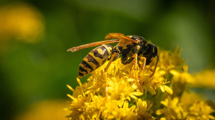 Coperta d'oro