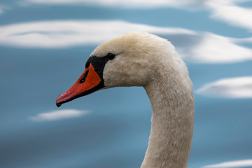 Portrait of beautiful Swan. The mute swan (Cygnus olor).
