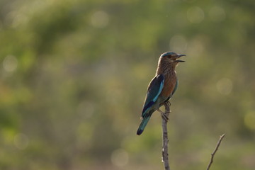 Kingfisher bird sing a song