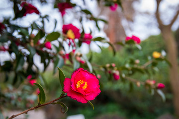 camellia