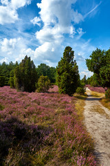 Fototapeta na wymiar Sand path through the blooming heath in Northern Germany with juniper bushes