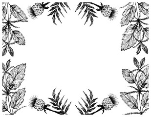 Fototapeta premium Herbal Flower and Plant, Hand Drawn Illustration Frame of Urtica Dioica or Stinging Nettle and Rhaponticum Carthamoides or Maral Root Plants, Used in Alternative and Folk Medicine. 