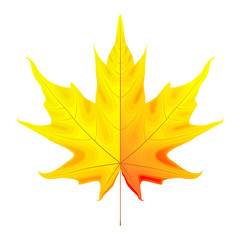 Vivid autumn maple leaf